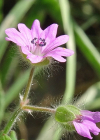 Einzelbild 7 Weicher Storchschnabel - Geranium molle