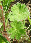 Einzelbild 8 Weicher Storchschnabel - Geranium molle