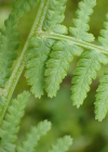 Einzelbild 8 Wald-Frauenfarn - Athyrium filix-femina