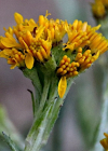 Einzelbild 1 Krainisches Graues Greiskraut - Senecio incanus subsp. carniolicus