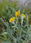 Einzelbild 2 Krainisches Graues Greiskraut - Senecio incanus subsp. carniolicus