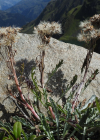 Einzelbild 4 Krainisches Graues Greiskraut - Senecio incanus subsp. carniolicus