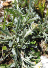 Einzelbild 5 Krainisches Graues Greiskraut - Senecio incanus subsp. carniolicus
