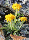 Einzelbild 7 Krainisches Graues Greiskraut - Senecio incanus subsp. carniolicus