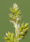 Einzelbild 5 Graue Segge - Carex canescens