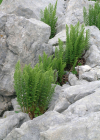 Einzelbild 1 Villars' Wurmfarn - Dryopteris villarii