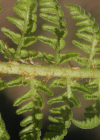 Einzelbild 2 Villars' Wurmfarn - Dryopteris villarii