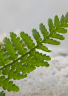 Einzelbild 7 Villars' Wurmfarn - Dryopteris villarii