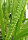 Einzelbild 3 Kalmus - Acorus calamus