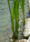 Einzelbild 4 Kalmus - Acorus calamus