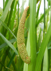 Einzelbild 7 Kalmus - Acorus calamus