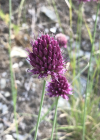 Einzelbild 1 Kugelköpfiger Lauch - Allium sphaerocephalon