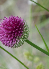 Einzelbild 5 Kugelköpfiger Lauch - Allium sphaerocephalon