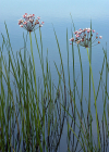 Einzelbild 1 Schwanenblume - Butomus umbellatus