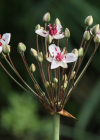 Einzelbild 7 Schwanenblume - Butomus umbellatus