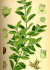 Einzelbild 2 Buchs - Buxus sempervirens
