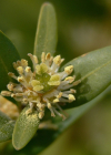 Einzelbild 3 Buchs - Buxus sempervirens