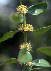 Einzelbild 5 Buchs - Buxus sempervirens