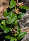 Einzelbild 7 Buchs - Buxus sempervirens