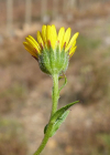 Einzelbild 4 Acker-Ringelblume - Calendula arvensis