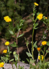 Einzelbild 5 Acker-Ringelblume - Calendula arvensis