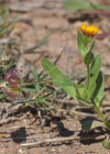 Einzelbild 6 Acker-Ringelblume - Calendula arvensis