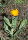 Einzelbild 1 Acker-Ringelblume - Calendula arvensis