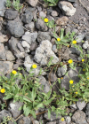 Einzelbild 8 Acker-Ringelblume - Calendula arvensis