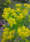 Einzelbild 1 Sumpf-Wolfsmilch - Euphorbia palustris