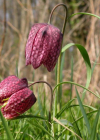 Einzelbild 1 Perlhuhn-Schachblume - Fritillaria meleagris