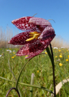 Einzelbild 8 Perlhuhn-Schachblume - Fritillaria meleagris