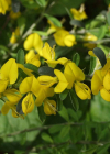 Einzelbild 3 Behaarter Ginster - Genista pilosa