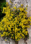 Einzelbild 4 Behaarter Ginster - Genista pilosa
