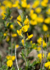 Einzelbild 5 Behaarter Ginster - Genista pilosa