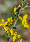 Einzelbild 6 Behaarter Ginster - Genista pilosa
