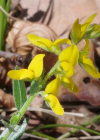 Einzelbild 1 Behaarter Ginster - Genista pilosa