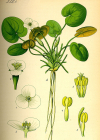 Einzelbild 5 Froschbiss - Hydrocharis morsus-ranae
