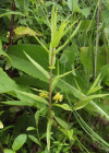 Einzelbild 4 Strauss-Gilbweiderich - Lysimachia thyrsiflora