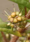 Einzelbild 7 Strauss-Gilbweiderich - Lysimachia thyrsiflora
