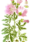 Einzelbild 2 Sigmarswurz - Malva alcea