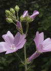 Einzelbild 6 Sigmarswurz - Malva alcea