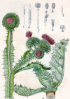 Einzelbild 2 Eselsdistel - Onopordum acanthium