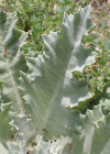 Einzelbild 4 Eselsdistel - Onopordum acanthium