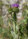 Einzelbild 7 Eselsdistel - Onopordum acanthium