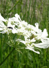 Einzelbild 6 Grossblütiger Breitsame - Orlaya grandiflora