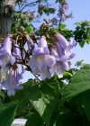 Einzelbild 1 Blauglockenbaum - Paulownia tomentosa