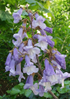 Einzelbild 4 Blauglockenbaum - Paulownia tomentosa