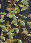 Einzelbild 1 Schwimmendes Laichkraut - Potamogeton natans