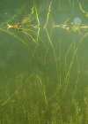Einzelbild 3 Schwimmendes Laichkraut - Potamogeton natans