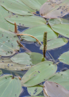 Einzelbild 4 Schwimmendes Laichkraut - Potamogeton natans
